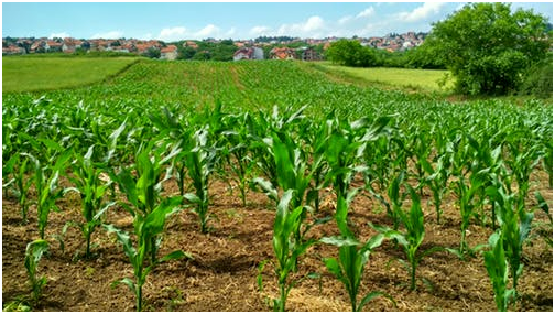 house in a farmland